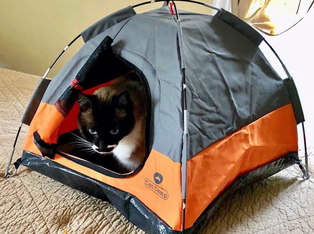 貓,帳篷,迷你,露營,假日,旅行,設計,瘋設計